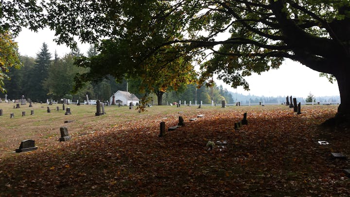 May contain: plant, tree trunk, tree, ground, and tent