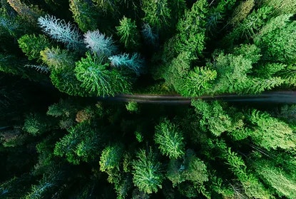 trees