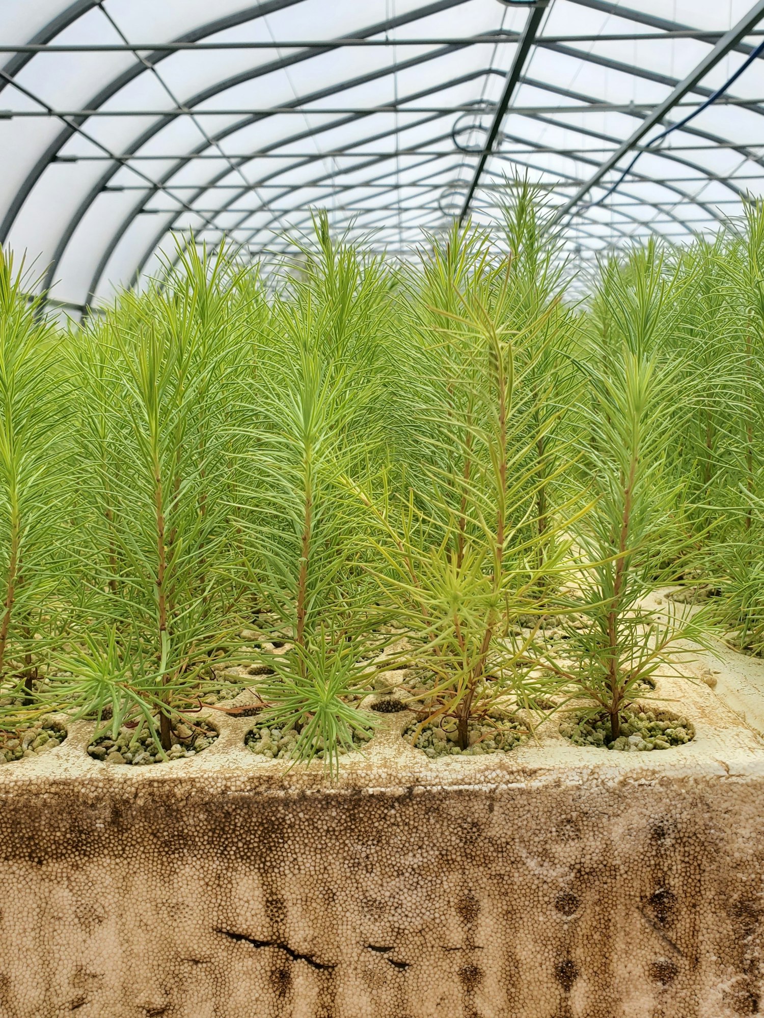 Young conifer seedlings growing in trays inside a greenhouse with a curved glass roof.