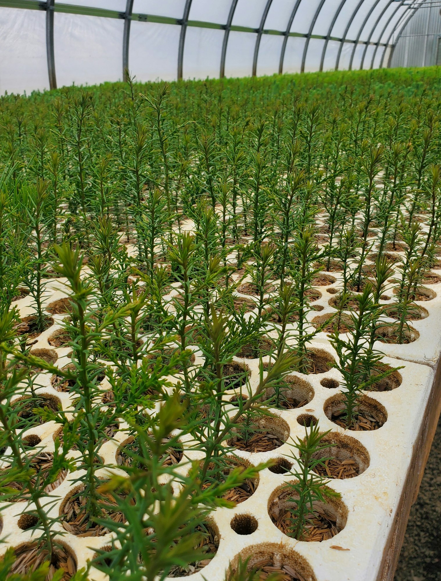 Rows of small plants growing in a greenhouse environment.