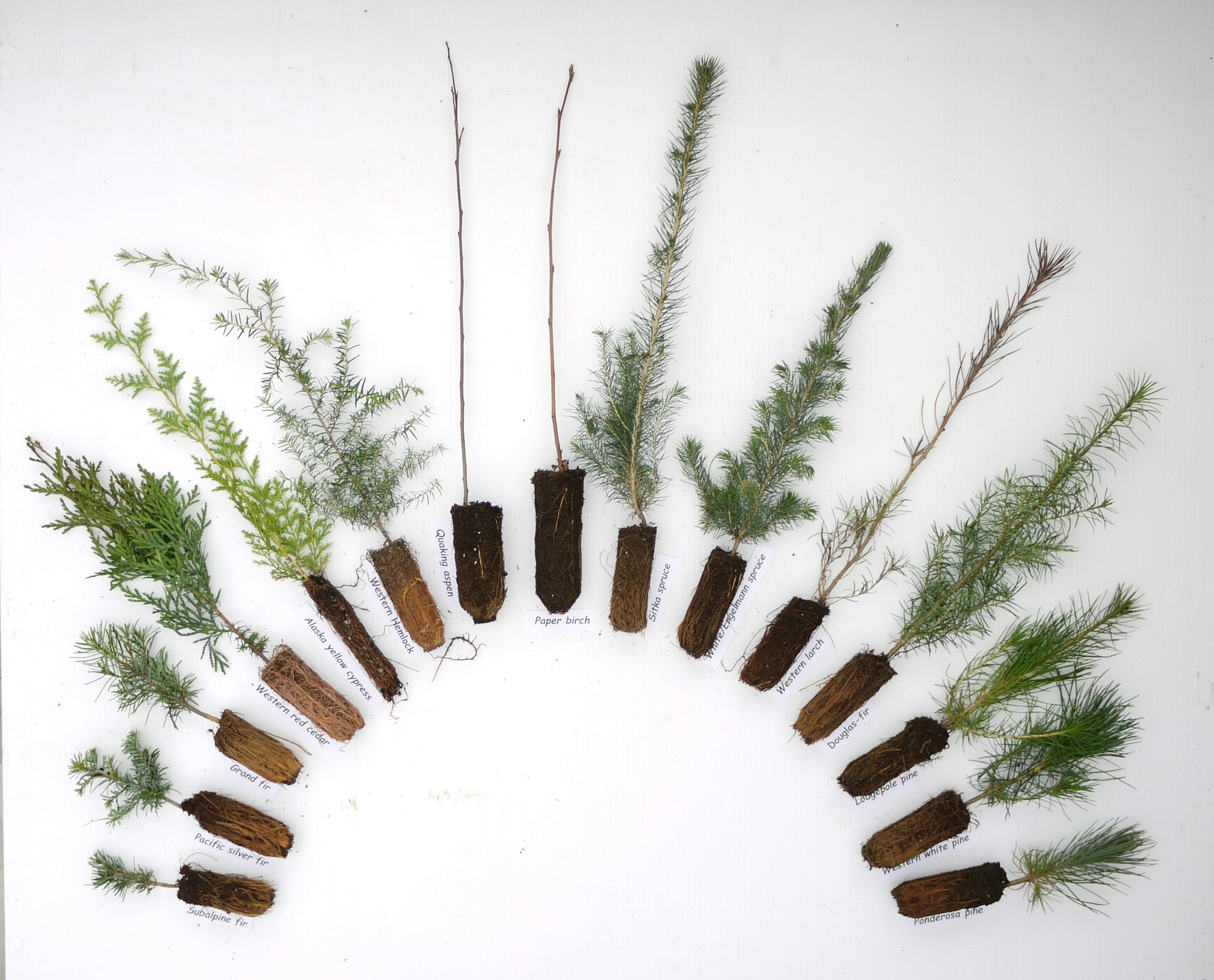 Various young tree seedlings arranged in a semi-circle, including species like douglas-fir, ponderosa pine, and paper birch.