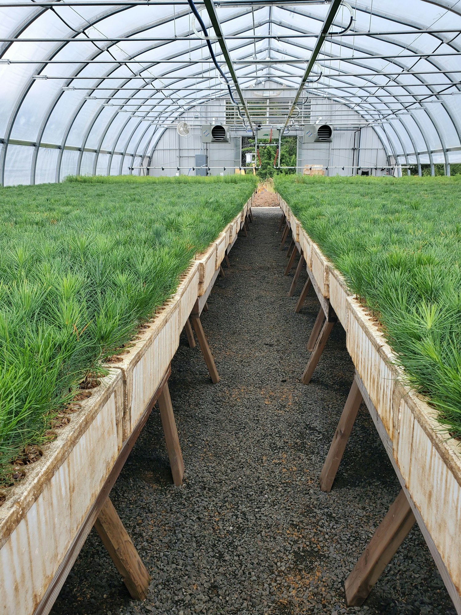 A greenhouse with rows of young plants in raised beds, surrounded by a transparent arched roof structure.