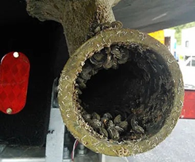Aquatic Mussels