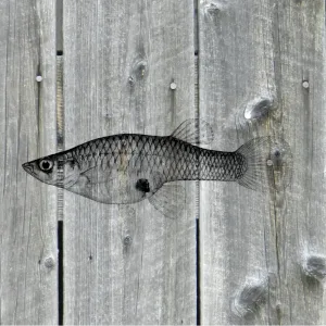 drawing of fish on wood