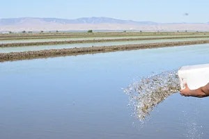 flooded field