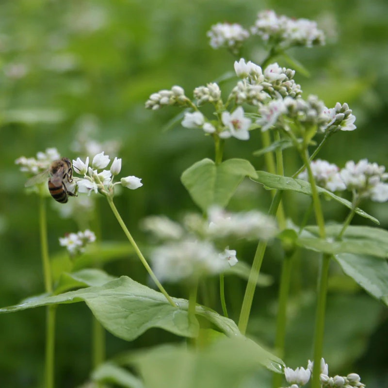 A bee pollinating white flowers with green leaves in a garden setting.