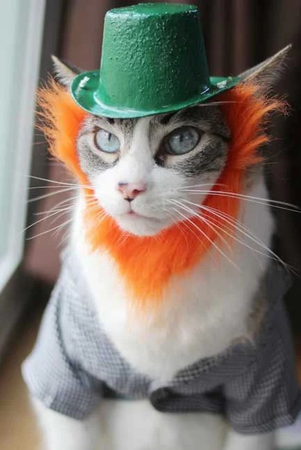 A dressed-up cat wearing a green hat and an orange beard, looking adorable and whimsical.