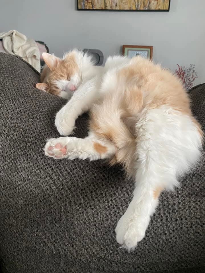 A fluffy cat sleeping peacefully on the back of a couch.