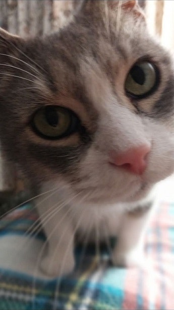A close-up of a curious cat with green eyes and a pink nose, sitting on a plaid surface.