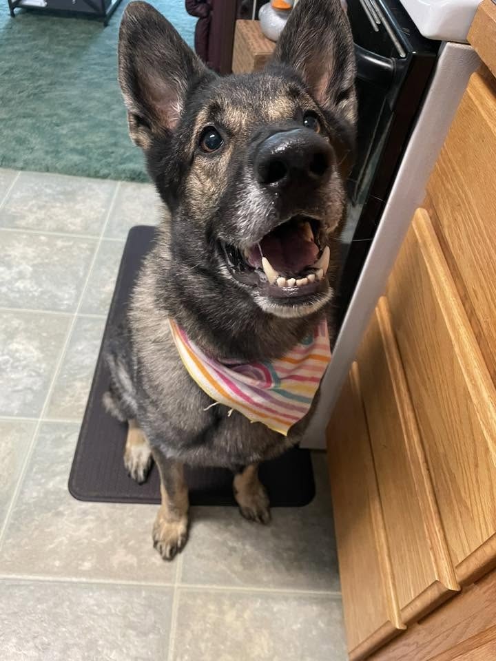 A happy dog wearing a colorful bandana sits on a mat in a kitchen, looking excited and playful.