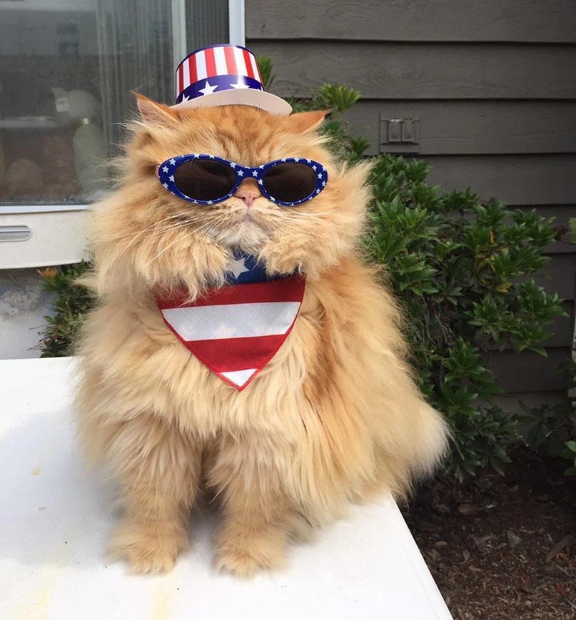 A fluffy cat wearing sunglasses, a patriotic hat, and a bandana with stars and stripes.