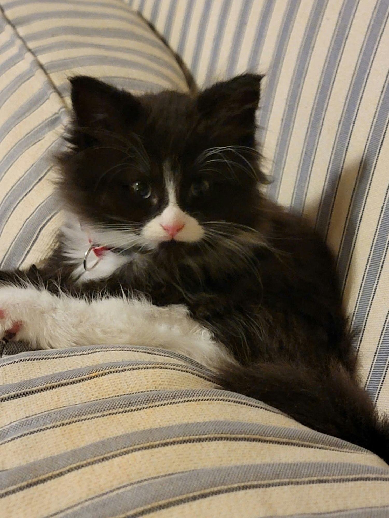 A fluffy black and white kitten with a red collar rests on a striped cushion.