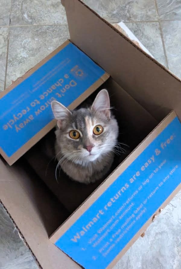 A cat sitting inside a cardboard box with "Walmart returns are easy & free" text visible on the box flap.