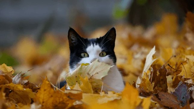 A black and white cat peeks through a pile of colorful autumn leaves, blending into the fall scenery.