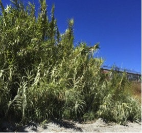 May contain: vegetation, bush, plant, grass, and tree