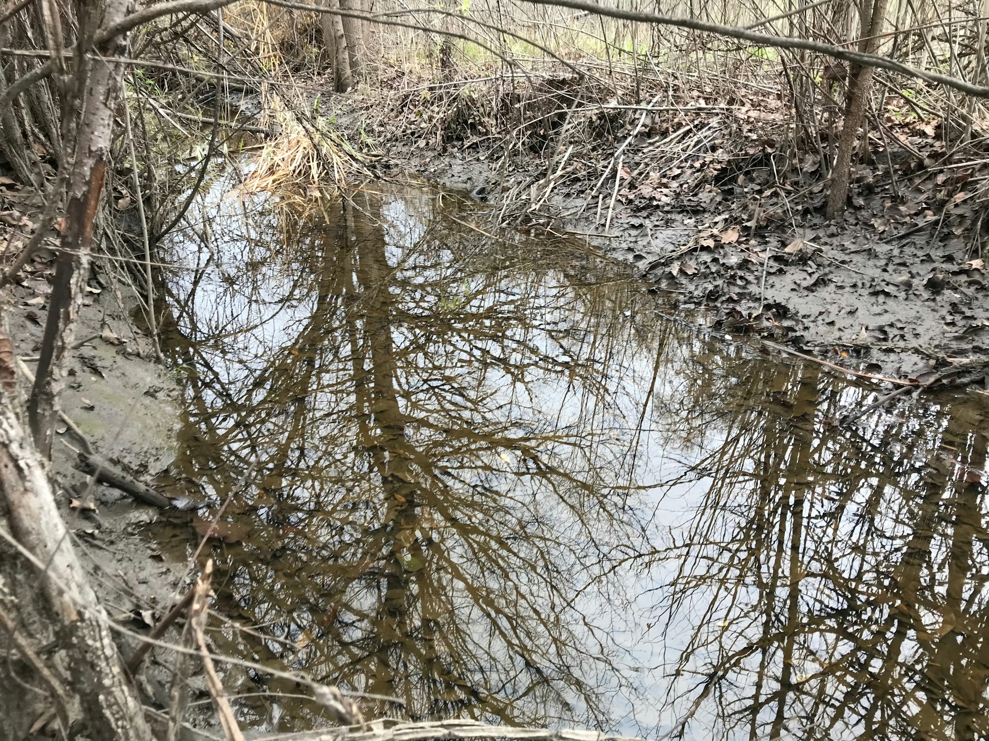 Flooded area of park