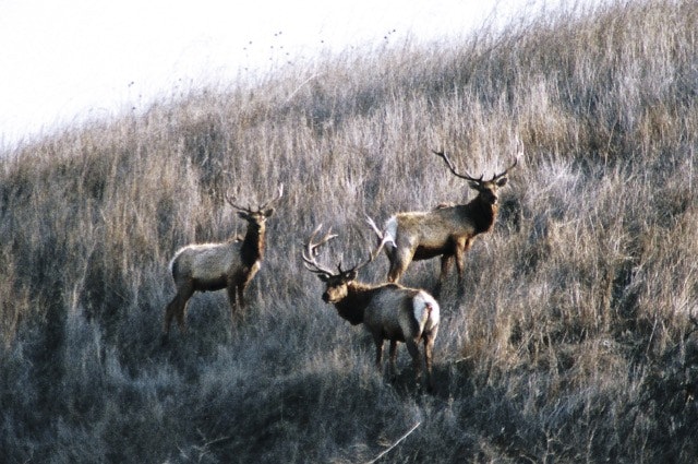 Image of elk on a hillside in San Jose, California