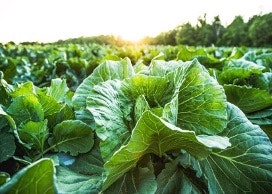 A lush green cabbage field with sunlight in the background.