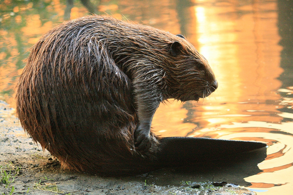 Beaver