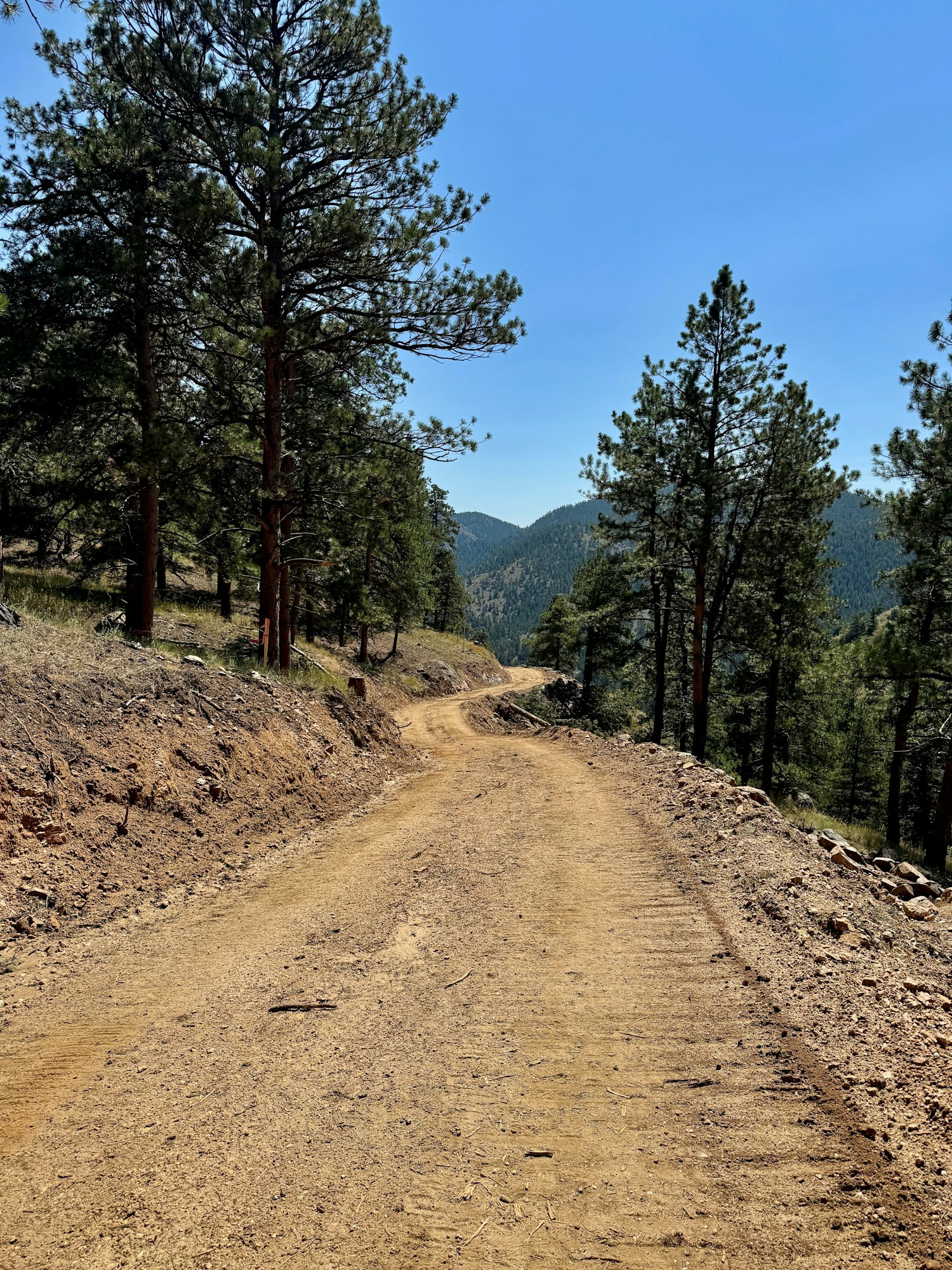 A dirt path winds through a forested mountainside with tall evergreen trees under a clear blue sky.