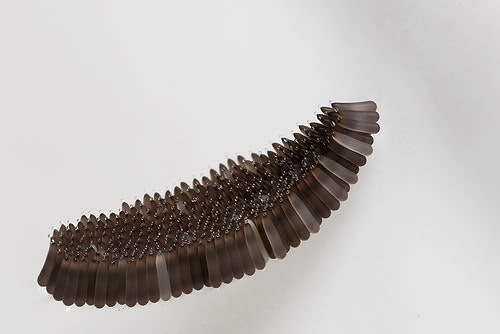 A cluster of black fly eggs arranged in an elongated formation on a smooth surface.