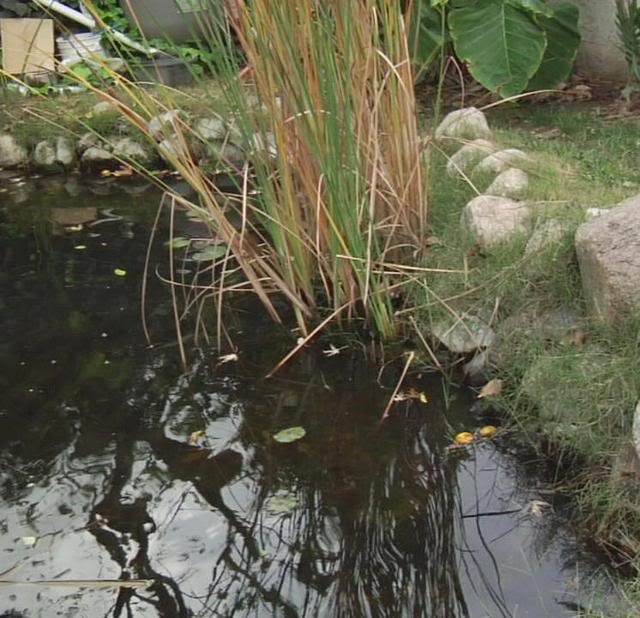 A pond with reeds, surrounded by rocks and greenery.