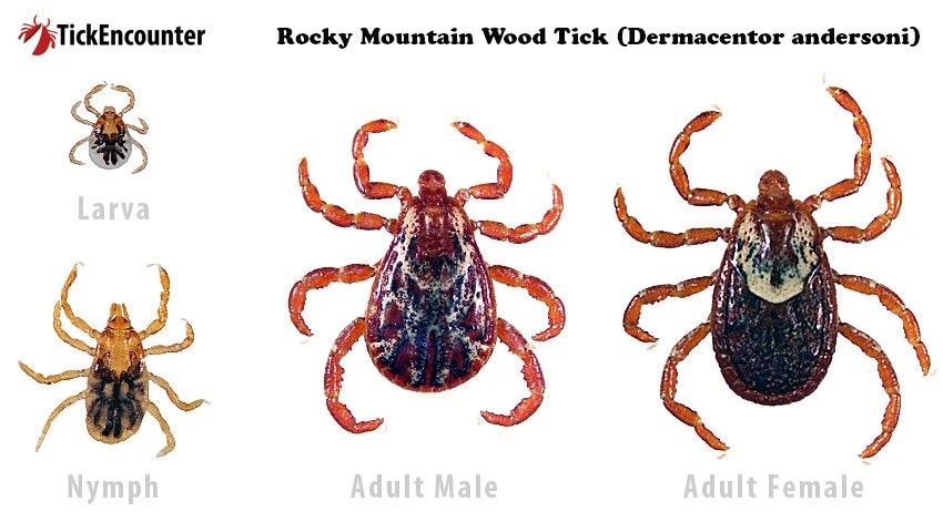 Lifecycle stages of the Rocky Mountain Wood Tick: larva, nymph, adult male, and adult female.