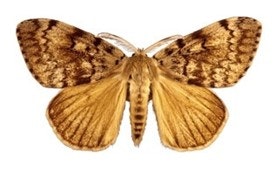 A brown moth with intricately patterned wings is shown with its wings spread open.