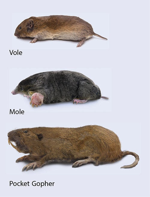 Three animals labeled: Vole, Mole, and Pocket Gopher, shown in side view.