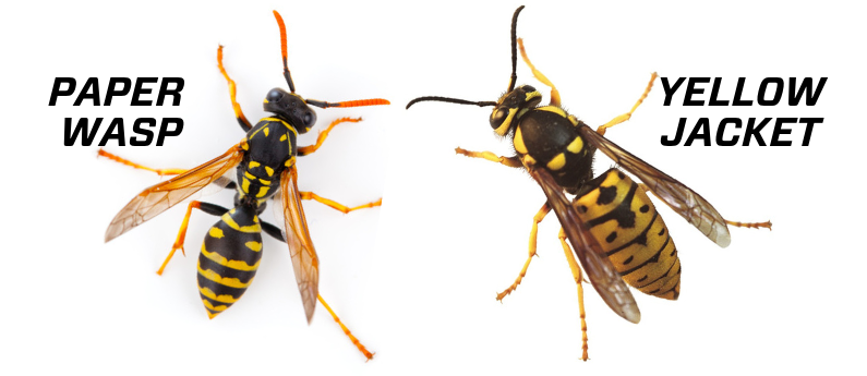 Illustration comparing a paper wasp and a yellow jacket.