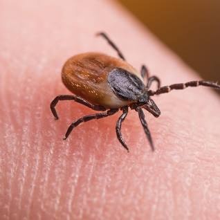 A close-up of a tick on human skin.