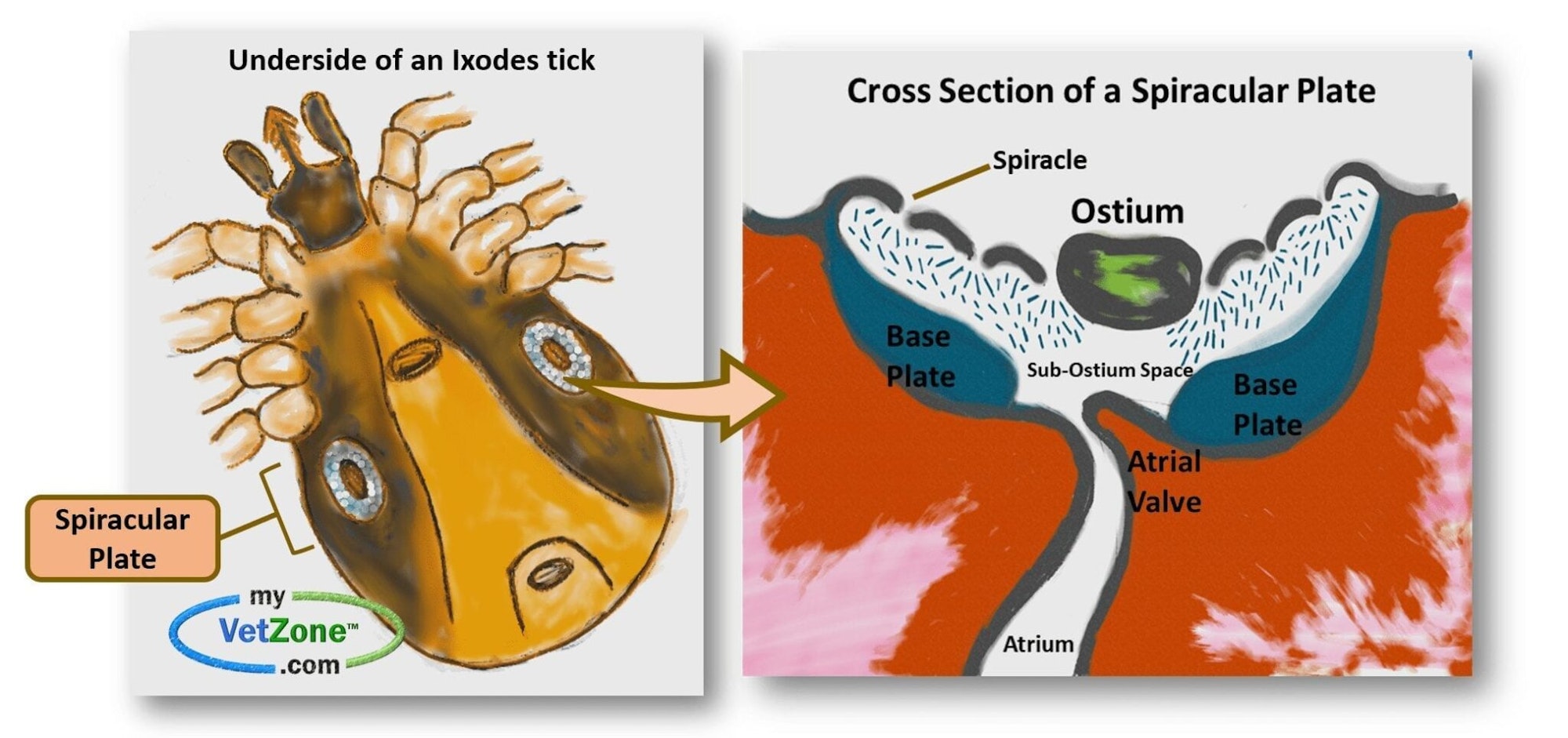 Diagram of an Ixodes tick underside and cross-section of a spiracular plate, showing structures like spiracle, ostium, and base plate.