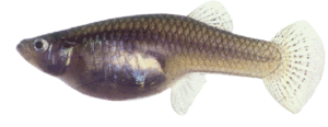A small fish with a dark, shiny body and a translucent tail against a white background.