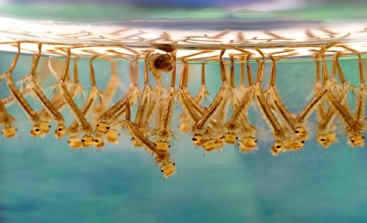 Mosquito larvae floating upside down in water, attached to the surface.