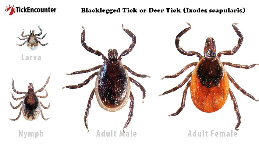 Image displays life stages of the blacklegged/deer tick: larva, nymph, adult male, and adult female, with "TickEncounter" branding.