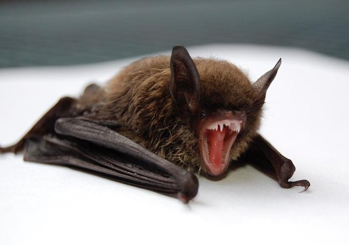 A bat with its mouth open, showing sharp teeth, on a white surface.