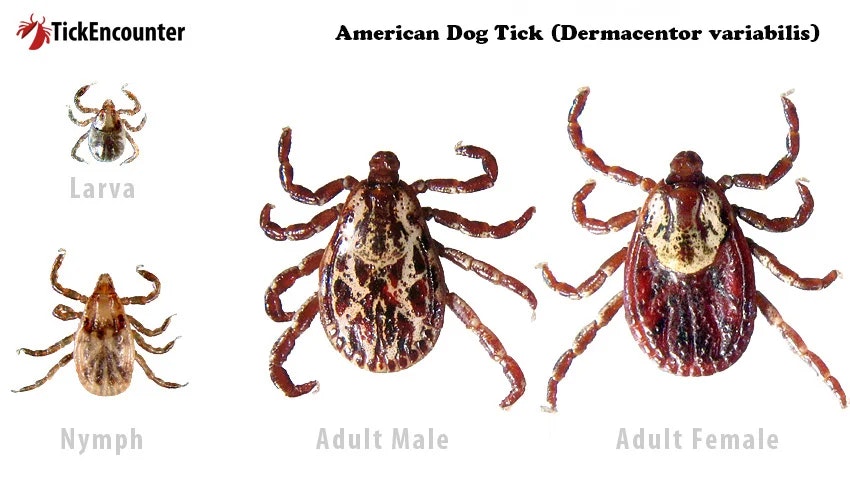 American Dog Tick life stages: larva, nymph, adult male, adult female.
