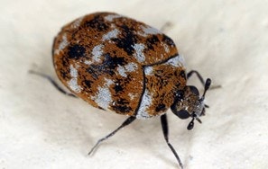 A close-up of a brown and white patterned beetle on a light surface.