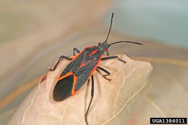 A black and orange insect with long antennae on a dry leaf.