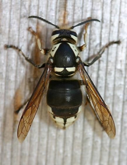 A close-up of a black and white wasp with translucent wings on a textured surface.