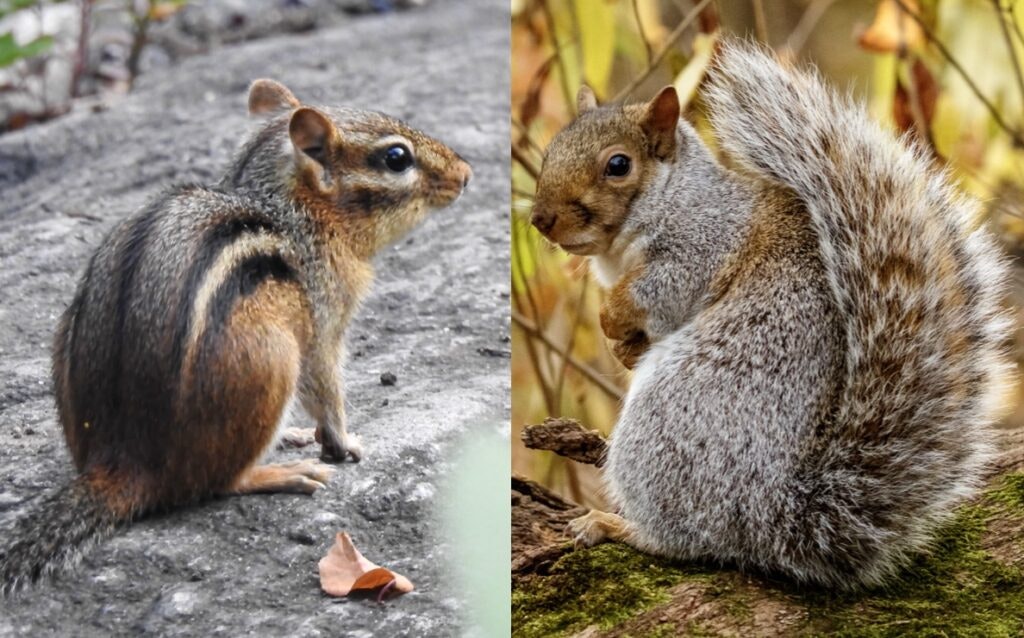 A chipmunk on the left with stripes and a squirrel on the right with a bushy tail.
