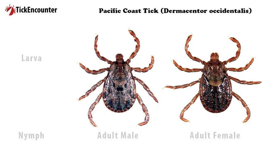 Pacific Coast Tick (Dermacentor occidentalis) life stages: larva, nymph, adult male, adult female.