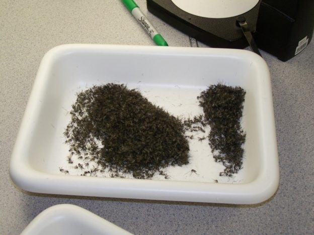 A white tray filled with a large pile of tiny black insects on a table with a green marker nearby.