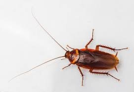 A brown cockroach on a white background.