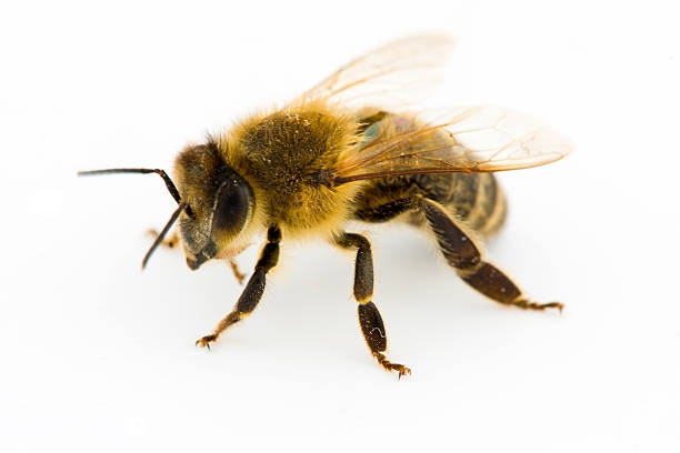 A close-up of a honeybee on a white background.