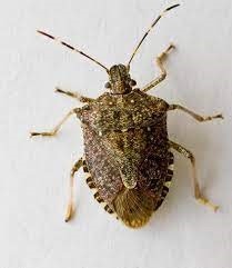 A brown marmorated stink bug on a white background.