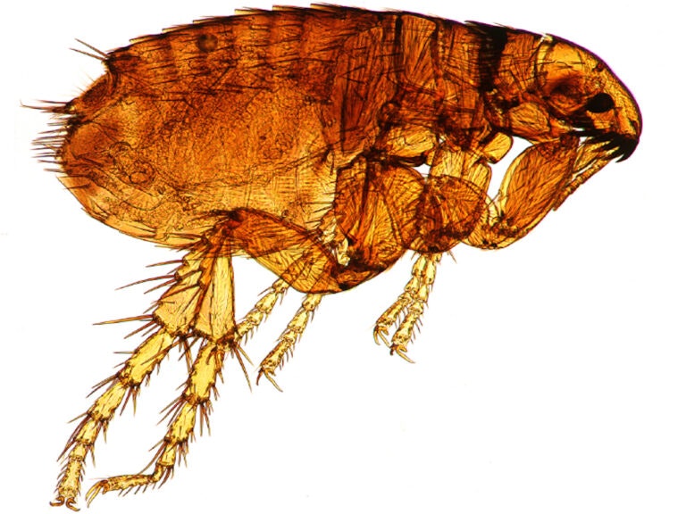 A detailed close-up of a flea, showing its segmented body and legs, viewed through a microscope.