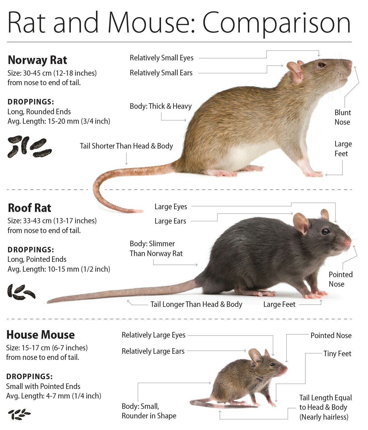 Comparison of Norway Rat, Roof Rat, and House Mouse: sizes, features, and droppings.