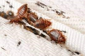 Bed bugs on a fabric surface, often seen in mattress seams.