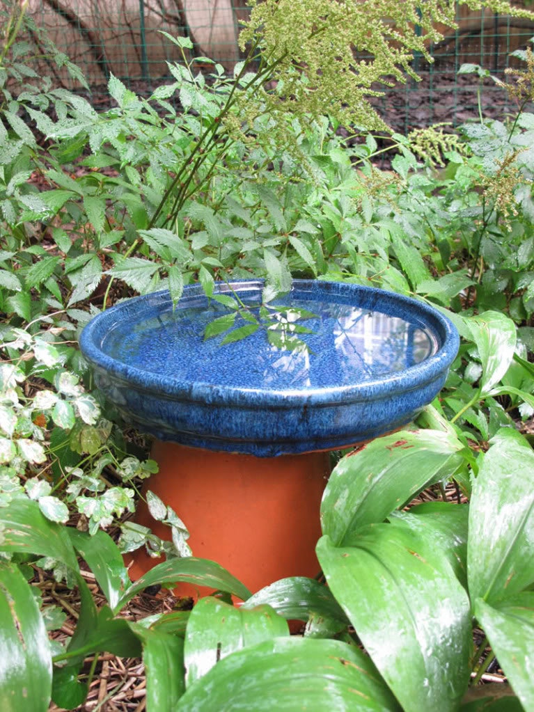 May contain: plant and birdbath